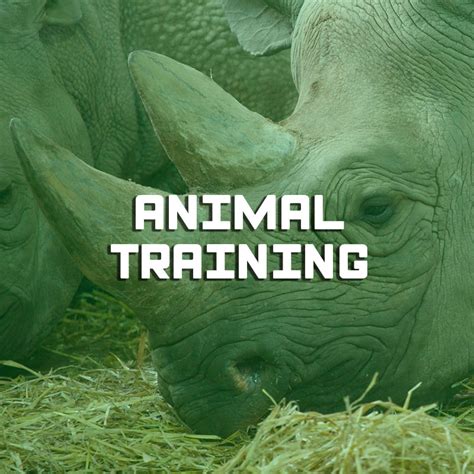 Akongoschool 📓 Formation Professionnelle Animal Training