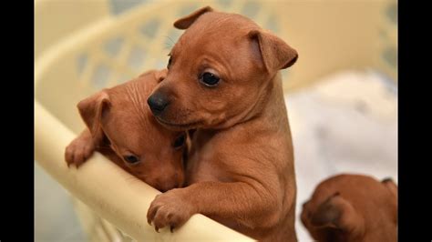 Sweet Miniature Pinscher Puppies Youtube