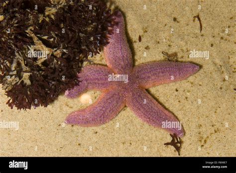 Common Starfish Common European Seastar Sea Star Sea Star