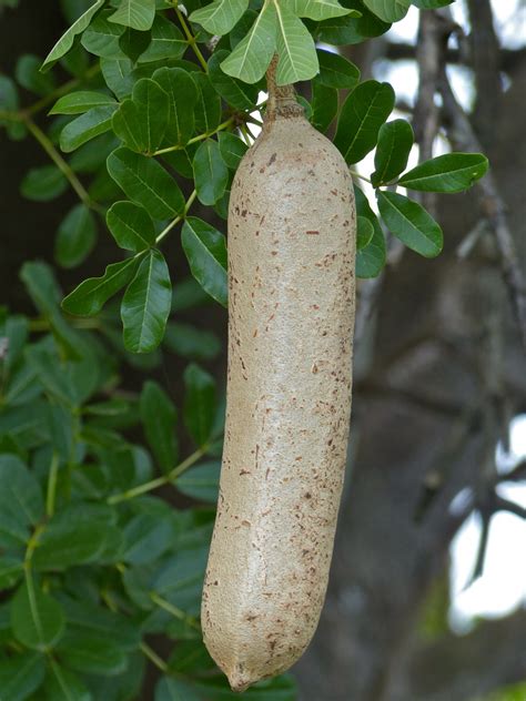 Sausage Tree Kigelia Africana Fruit H4 2 Road East Of Lo Flickr
