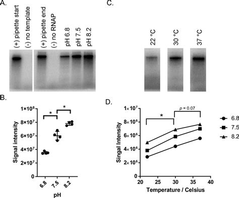 PH And Temperature Ranges For RNA Polymerase Activity A RNA Products Download Scientific