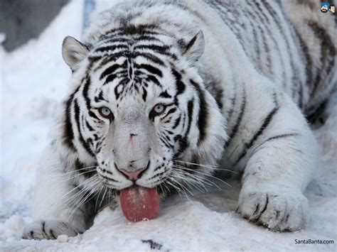 Snow Tiger Wallpaper Wallpapersafari