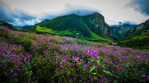 Valley Of Flowers National Park Uttrakhand Trippy Mania