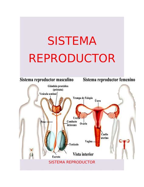 Sistema Reproductor Femenino Sistema Reproductor Sistema Reproductor