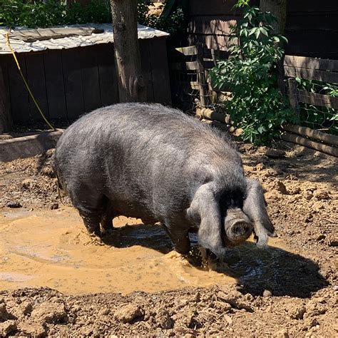 Large Black Pig At Avon Valley Avon Valley