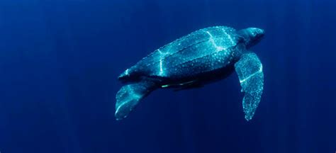 Leatherback Sea Turtle A Critically Endangered Species Hubpages