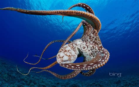 Todays Bing Wallpaper Day Octopus In The Water Near Lanai Hawaii By