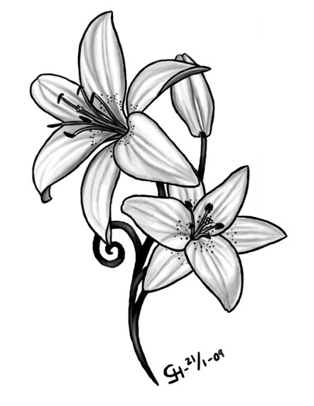 Tiger Lily Flower Drawing At Getdrawings Free Download