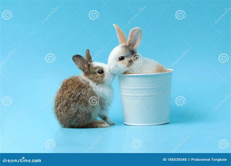 Two Adorable Fluffy Rabbit In The Bucket Kiss Each Other Cute Bunny