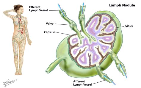 Lymphatic System Lymph Nodes