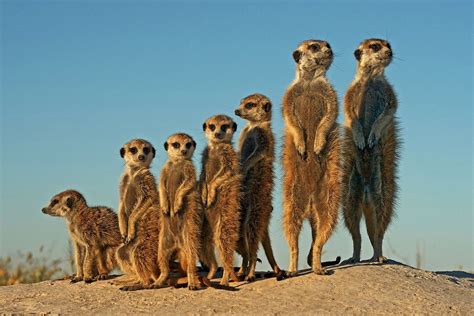 Meerkats Arrange Themselves From To Large At Mgadigadi Pans Botswana