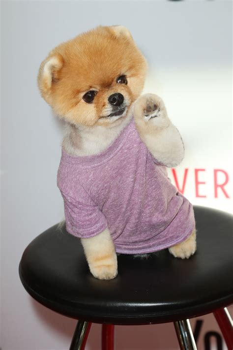 What Breed Is Jiffpom The Dog