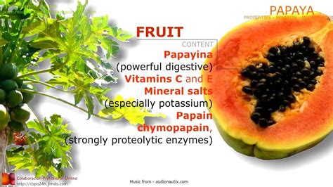 Papaya Benefits Properties And Medicinal Uses Of Papaya Tree Leaves