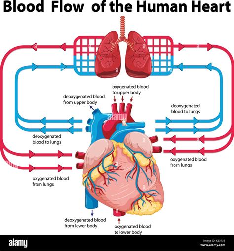 Human Heart Flow Chart