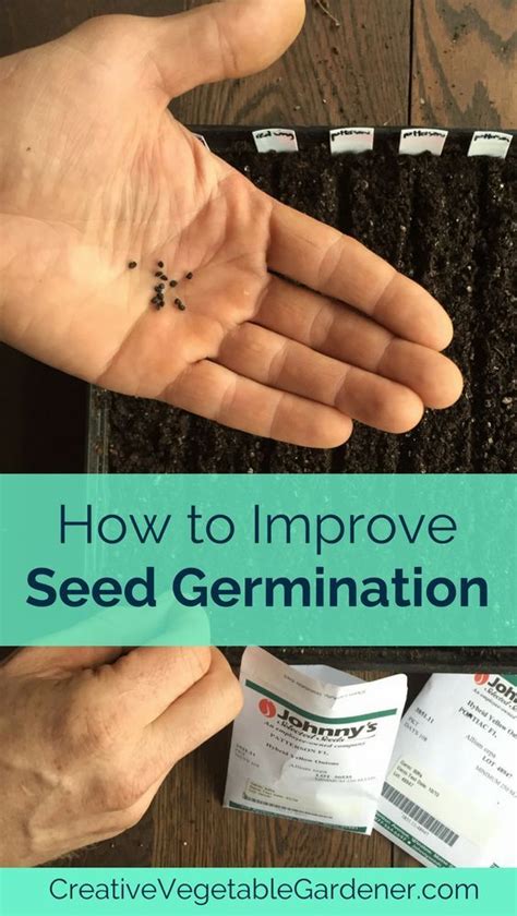 Ways To Get Better Seed Germination Every Time Creative Vegetable Gardener Seed