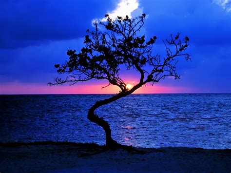 Tree Silhouette In The Sunset