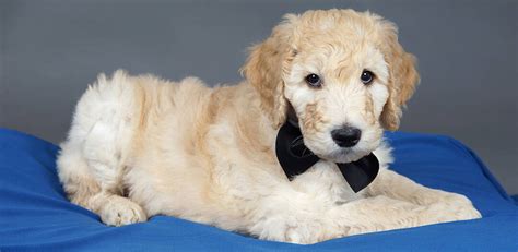 How Much Do Goldendoodle Puppies Cost Real World Examples
