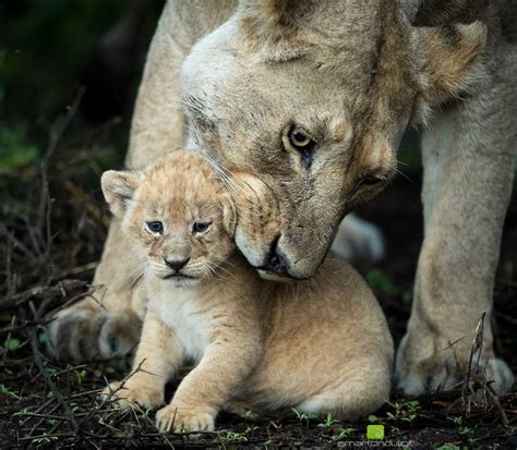 A Tender Moment Between A Lioness And Her Young Cub In The Serengeti