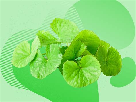 It is native to the wetlands in asia. What Can Centella Asiatica Really Do for Red, Dry ...