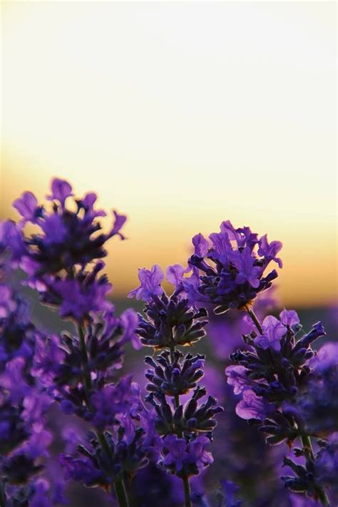 Lavender Sunset Lovely Lavender Beautiful Flowers Witchy Garden