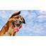 Dog  Dogs Wallpaper 38681362 Fanpop