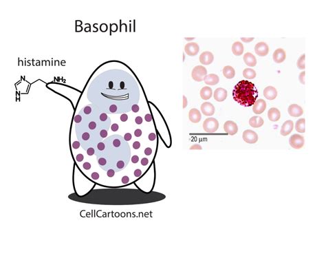 Granulocytes Cell Cartoons