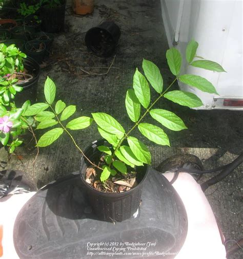 Urban dictionary is a crowdsourced online dictionary for slang words and phrases, operating under the motto define your world. the website was founded in 1999 by aaron peckham. Photo of the seedling or young plant of Rangoon Creeper ...