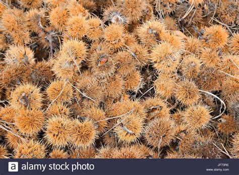 Pure Fruit Capsules Of Chestnut Stock Photo Alamy
