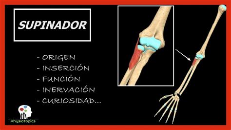 Músculo Supinador Origen Inserción Función Inervación Y Curiosidad