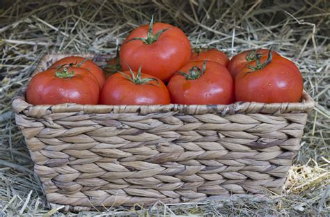 Organic Tomatoes Free Stock Photo Public Domain Pictures