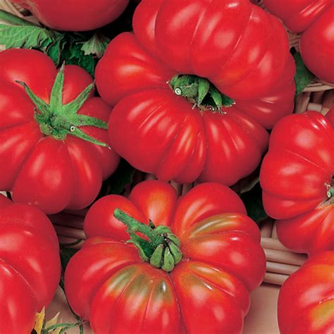 Tomato Mrugly 10cm Edible Crops Garden World Nursery