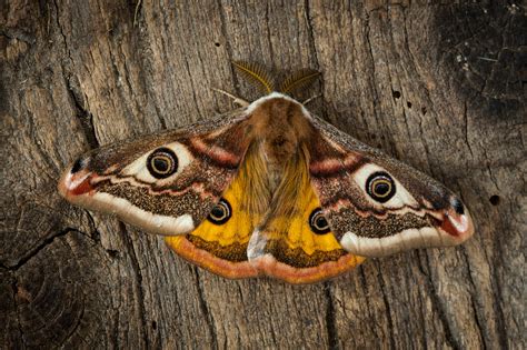 A Simple Guide To Identifying British Moths Country Life