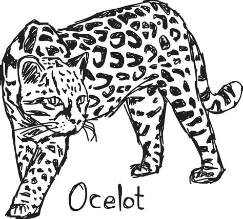 Ocelot Vector Illustration Sketch Hand Drawn 3127216 Vector Art At