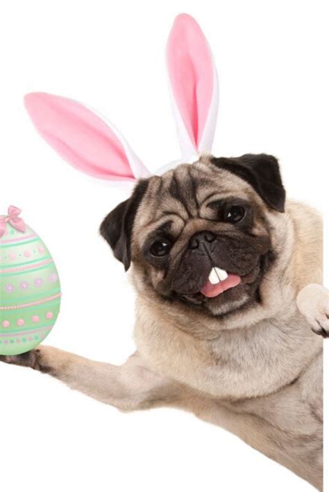 Happy Easter Pug Dog With Bunny Teeth And Pastel Green Easter Egg