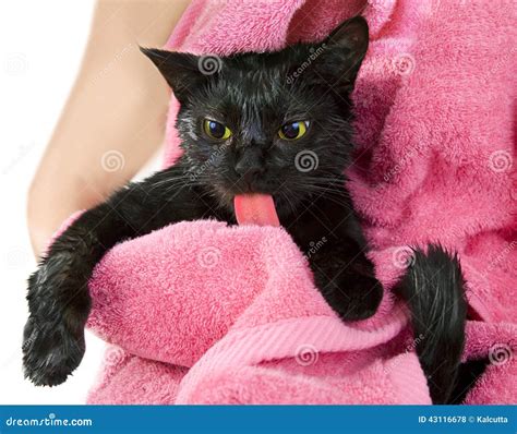 Cute Black Soggy Cat After A Bath Licking Stock Photo Image Of Care