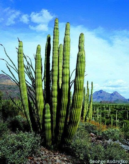 Yeah 20 Things About Arizona That I May Never Know Cactus