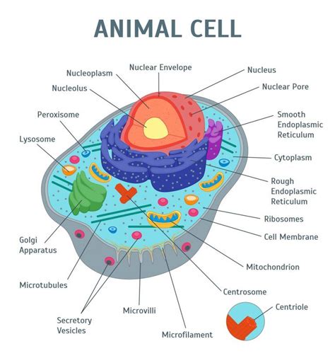 Label the animal cell diagram using the attached glossary of animal cell terms. Image of an animal cell diagram with each organelle ...