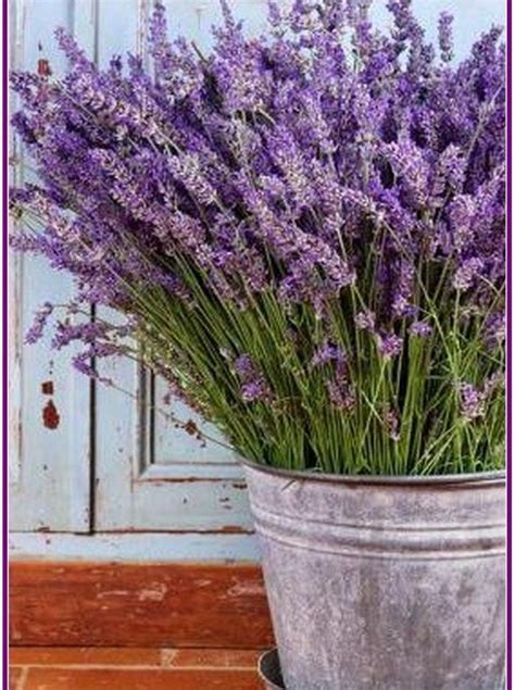 27 Beautiful Planting Lavender In Pots Adamsmanor Lavender Plant