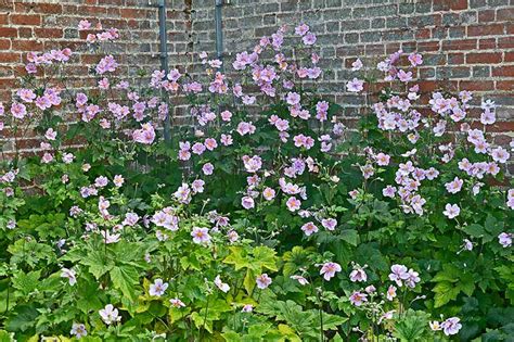 How To Grow And Care For Japanese Anemone Flowers