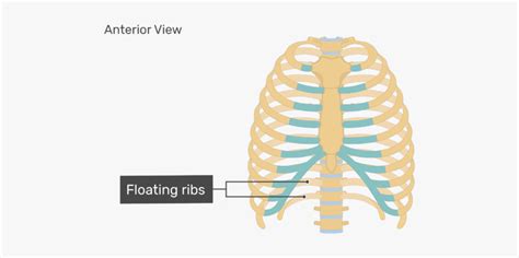 Rib Cage Anatomy Drawing 1 Schematic Illustration Of The Anatomy Of
