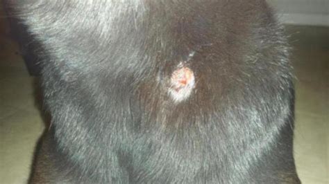 Advice Red Open Sore On Dogs Neck Tick Was Near By