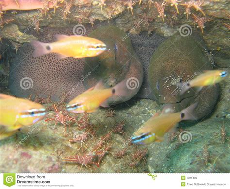 Yellow Fish Under Water Stock Photo Image Of Small