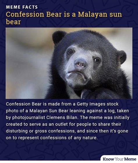 Confession Bear Know Your Meme