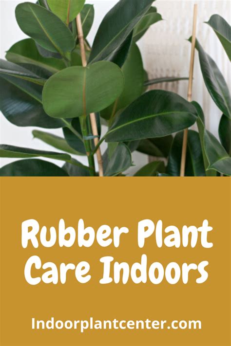 Rubber Plant Indoor Care Guide Indoor Plant Center