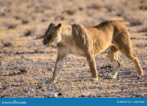Lioness On The Prowl Stock Image Image Of Natural Etosha 84816775