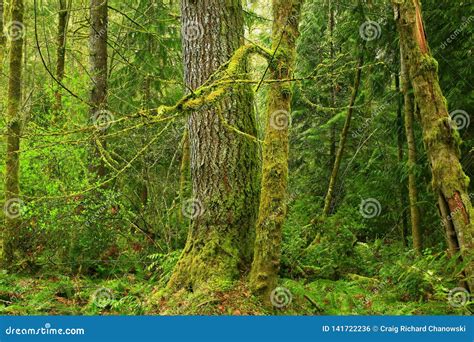 Pacific Northwest Forest Stock Photo Image Of Woodlands 141722236