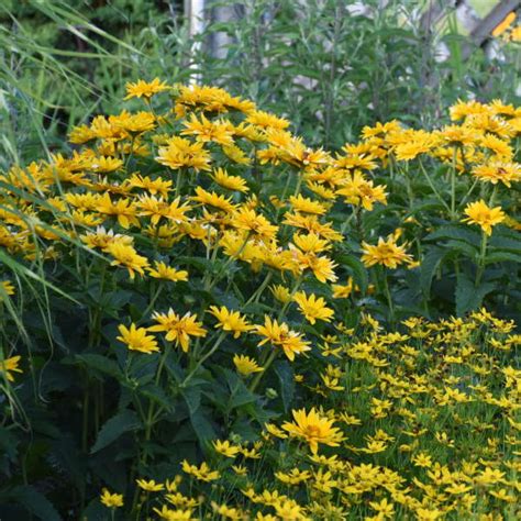 Photo Essay 16 Yellow Perennials Perennial Resource