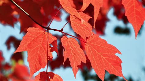 Trees Shrubs For Blazing Fall Color Mulhalls