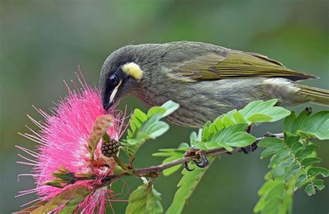 Lewins Honeyeater Drinking Nectar From A Calliandra Surinamensis Flower