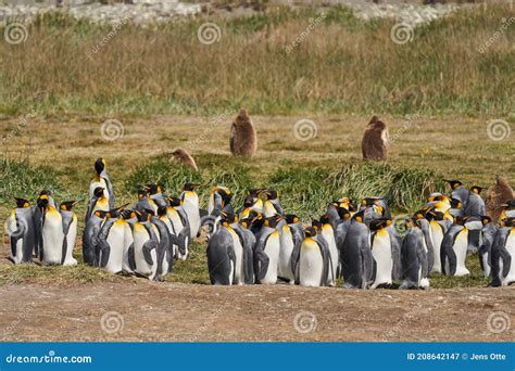 Aptenodytes Patagonicus Pingüinos Reales Negros Y Blancos Que Viven En